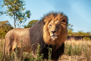 Foto auf Acrylglas lion in the wild © Harry