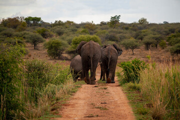 elephants in the savannah