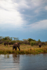 Fototapeta na wymiar Elephants in the wild
