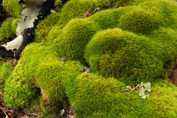 Lush, green moss covering a forest bolder.