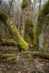 Grouping of three, lush, green moss-covered trees in a woodland area. Vertical perspective.