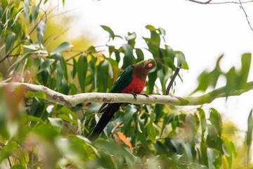 king parrot