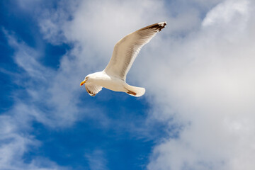 Fliegende Möwe im Himmel über St.Peter-Ording 