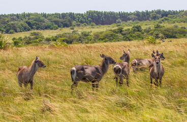 There are many The waterbuck (Kobus ellipsiprymnus) in the Isimangaliso Wetland Park, which is on the UNESCO Heritage List in South Africa.
