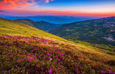 Plakat blooming pink rhododendron flowers, amazing panoramic nature scenery