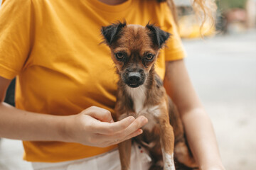 Young girl picked up a homeless dog on the street, a person's hand strokes the dog, abandoned, frightened homeless puppy in a shelter for dogs 