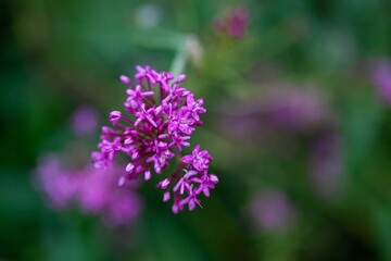 Narrow leaved valerian, Centranthus angustifolius