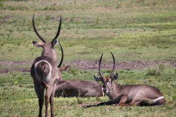 There are many The waterbuck (Kobus ellipsiprymnus) in the Isimangaliso Wetland Park, which is on the UNESCO Heritage List in South Africa.
