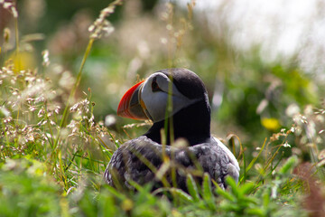 Icelandic Puffins Near Reynisfjara Beach