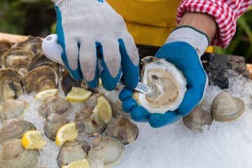gloved hands shucking an oyster over ice
