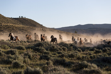 Fototapeta na wymiar Horses running home to ranch.