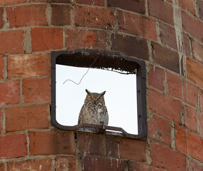 Great Horned Owl naps in red silo.