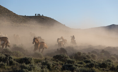 Wrangler rounds up horses in Wyoming.