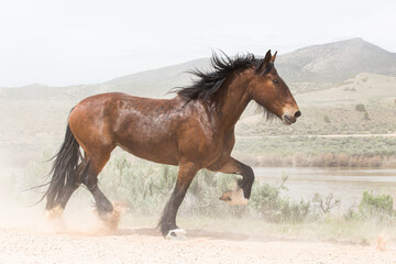 Obraz na płótnie Canvas Happy horse trots down mountain road in sunshine.
