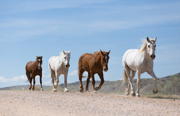 Red and white horses travel down the road.