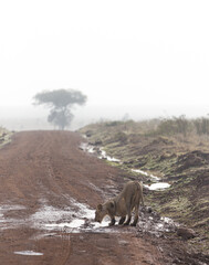 Lion drinking from a puddle in Kenya.