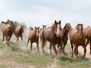 Horses running in a group toward the camera.
