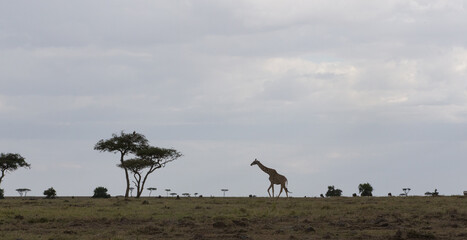 Fototapeta premium Giraffe walks across African savanna.