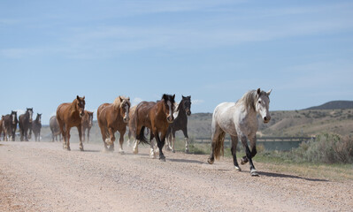 Gray horse leading its herd down the road.