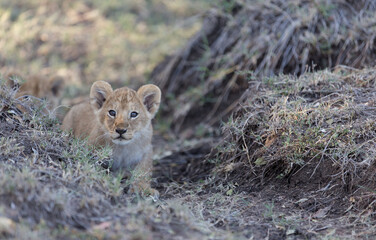 Lion cub sneaks up path.