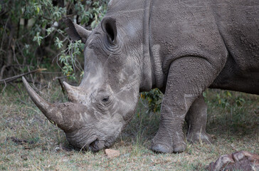 Obraz premium Single rhinoceros eating grass in Kenya Africa.
