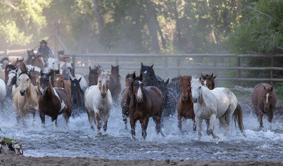 Wyoming ranch horses crossing the river.