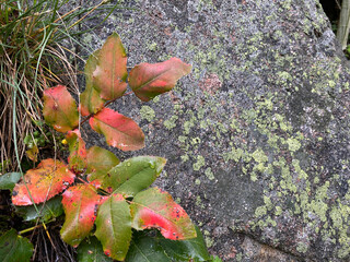 Turning leaves against a rock with lichen.
