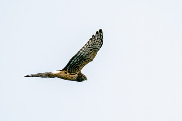 Side view of a northern harrier flying against a blank sky