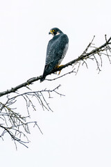 Closeup view of a peregrine falcon perched on a tree branch