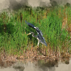 Digital watercolour image of Beautiful image of Grey Heron Ardea Cinerea in flight over Somerset Levels wetlands landscape in Spring