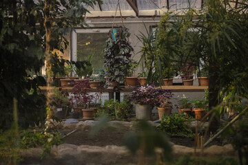 Fototapeta na wymiar Greenhouse in Kutaisi Botanical Garden