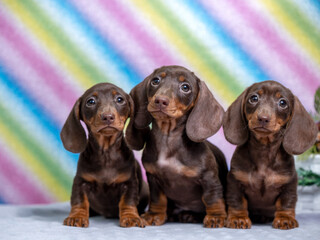 three chocolate dachshund puppy closeup portrait