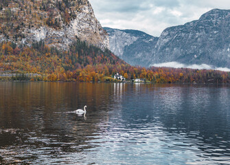 swan in the water of the village of hallstatt seen from the lake
