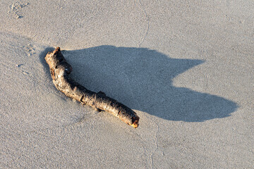 Shadow casted by washed away by the ways on the beach piece of tree branch on wet sand