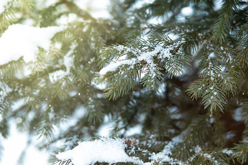 Spruce branch covered with snow rime. Winter background. Blue color toning. a sunbeam shines on a snow-covered branch