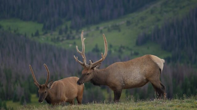 Wild Elk in Rocky Mountains Grazing 
