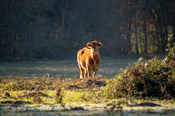 Brown cow's in a green field in France