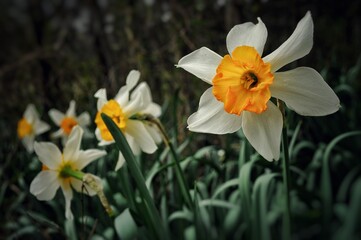 Blooming White And Yellow Jonquils In Middle Tennessee.