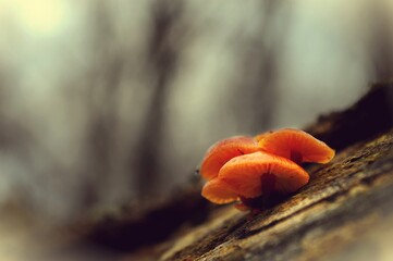 Small Orange Mushrooms Growing On An Old Fallen Tree.