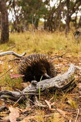 Echidna