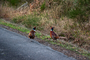 Pheasant Cocks ritual fighting