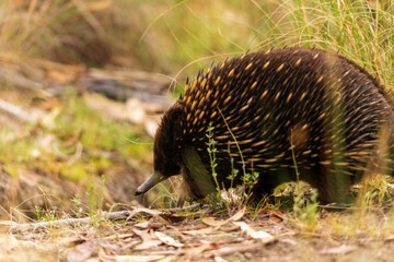 Echidna