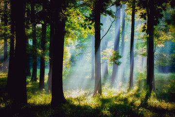 sunrise in the forest.