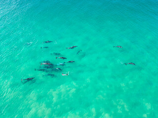 Dolphins drone