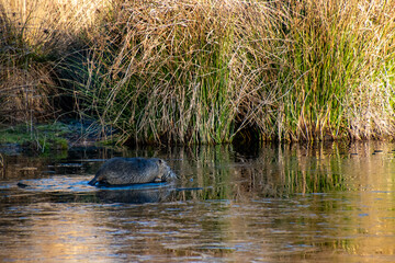 Invasive species Nutria of Myocastor Coypu on a partly frozen lake in France