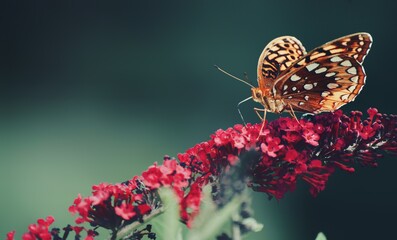 Small Brown Butterfly On A Cluster Of Dark Red Flowers.