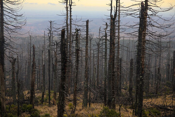 Braunlage, Germany - 12 30 2022: Dead spruces and trees due to bark beetle infestation in the...