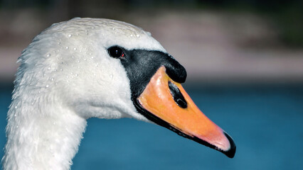 Swans are the largest extant members of the waterfowl family Anatidae, and are among the largest flying birds