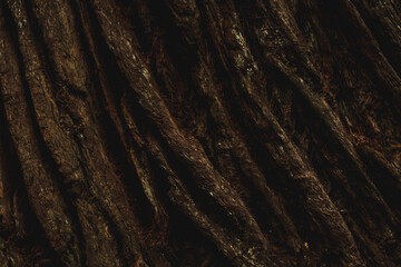 Diagonal grungy hard bark wood texture perfect for textured backdrop background that may be used for copy space or other applications.