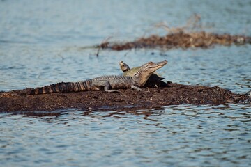 A Louisiana Alligator Sun Bathing Next to A Turtle In A Louisiana State Park Pond.